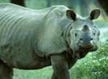Kaziranga Weekend Package