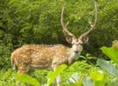 Assam with Kaziranga Package