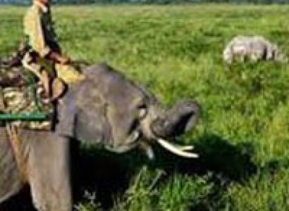 Amazing Kaziranga Wildlife Tour