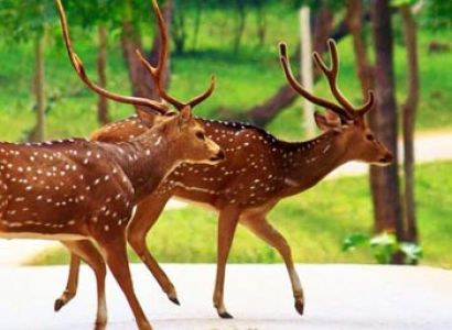 Hill Stations of South India Tour