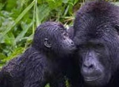 11 Days Rwanda Community and Congo Gorillas Tour