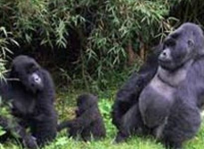 Uganda and Rwanda Combo Adventure Tour
