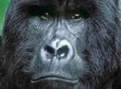 6-Days Highlights Of Congo Tour