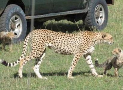 12 days Best of Kenya Safari Tour