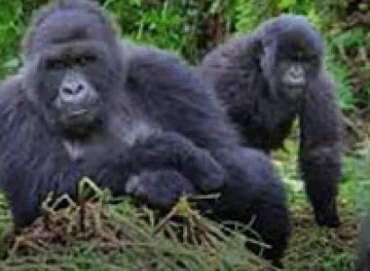Rwanda  Gorillas  Tour