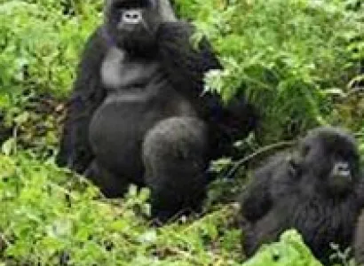 5 Days Rwanda Primate Adventure Tour