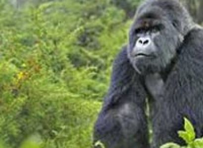 5 Days Rwanda Gorilla & Lake Kivu Tour