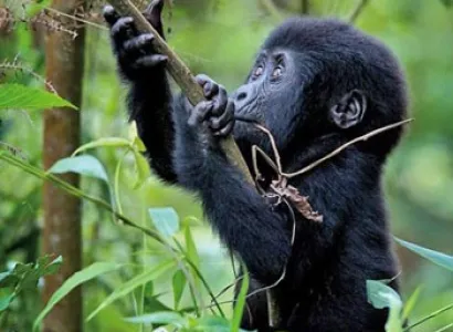 7 Days Primate Cir-cute Safari – Rwanda  Tour