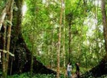 Taman Negara National Park Package