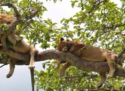 17 Days Adventure UgandaTour