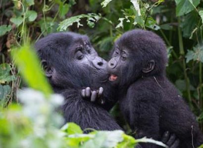 6 Days Gorilla Tracking - Adventure Tour