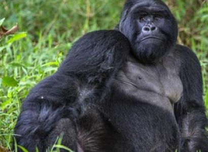 4 days Gorilla Tracking Uganda