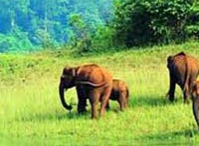 3 Days Periyar Tour with Treehouse
