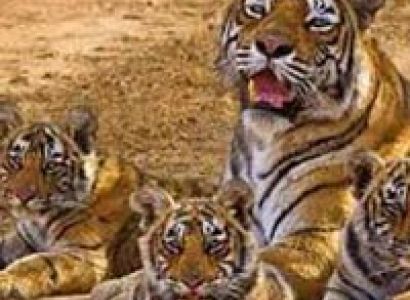 Short Escape to Ranthambore Tour