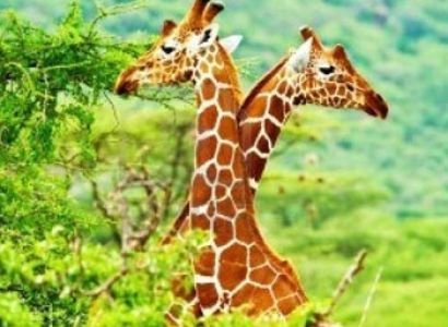 Chittor with Ranthambore Tour