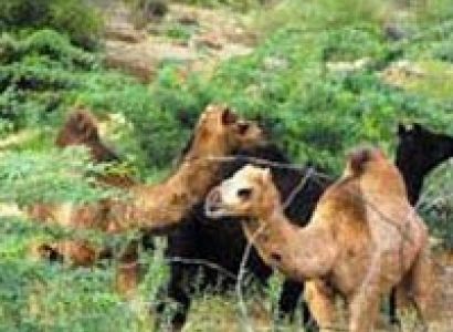 Rajasthan with Jungle Tour Package