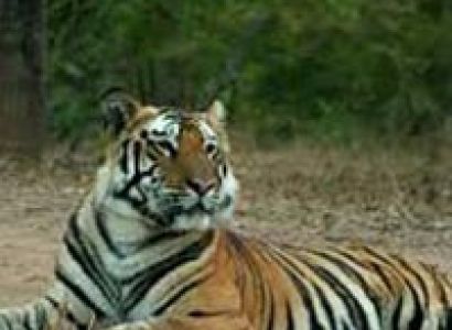 Rajasthan Wildlife Tour