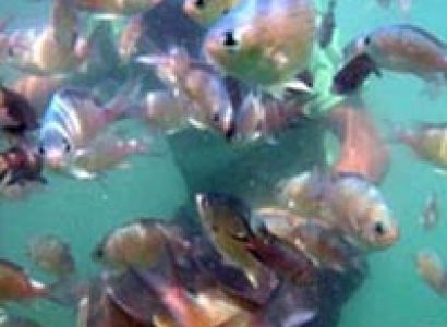 Sindhudurg And Malvan Tour