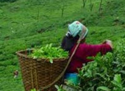 Darjeeling (Land Of The Tea Garden) By Wagon R Cab  Tour