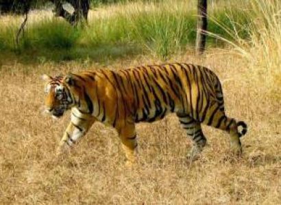 Ranthambhore Tour Package