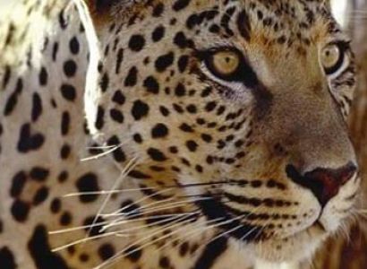 3 Days Masai Mara Safari Kenya Tour