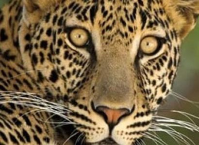 Kenya Safaris & Tour Packages Masai Mara Nakuru Amboseli