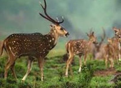 Maharashtra Wildlife Tour
