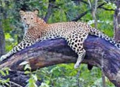 Panna Chitrakoot Wildlife Package