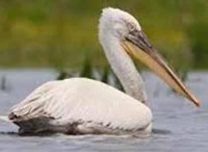 Sultanpur Bird Sanctuary, Haryana Tour