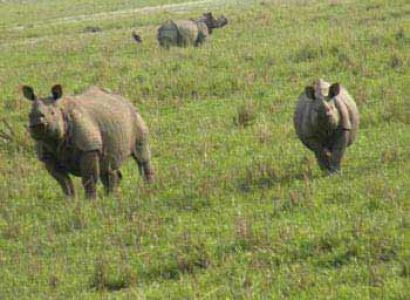 Pobitora Mayong Tour