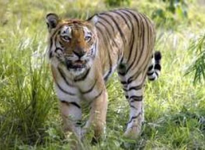 Manas Wild Life Tour