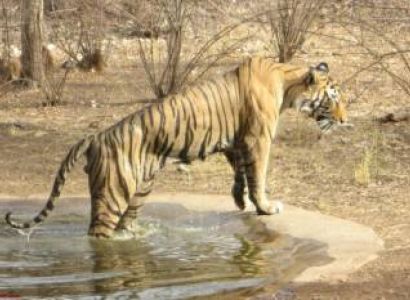 Rajasthan ( 02 Night Jaipur + 02 Night Ranthambore) – Ex Jaipur