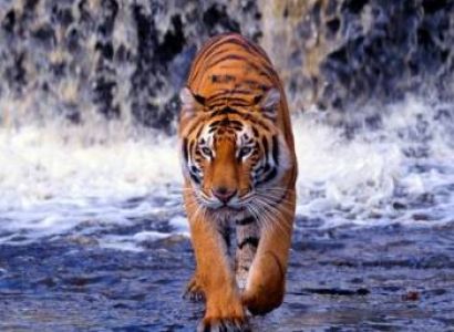 Anandvan Hemalkasa Tadoba Tour