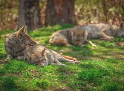 Hills with Wildlife Package