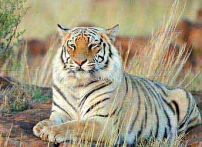 In the Home of Tiger