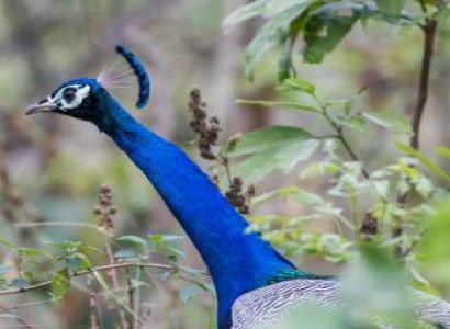 Dhikala Bird Watching Tour