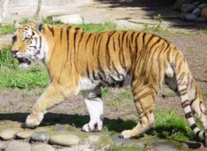 Corbett Adventure Tour