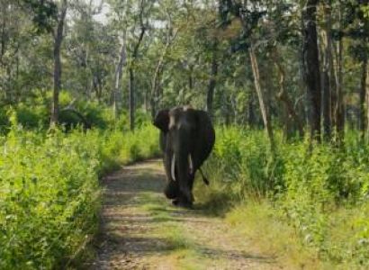 Wayanad and Kabini Tour