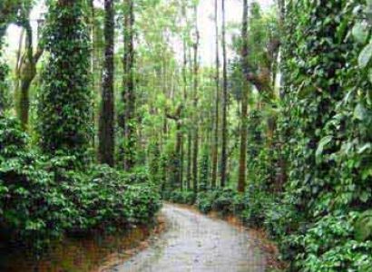 Coorg Tour Package Ex Bangalore