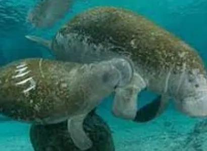 Captivating Andaman Tour