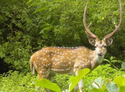 Northeast Wildlife Tour