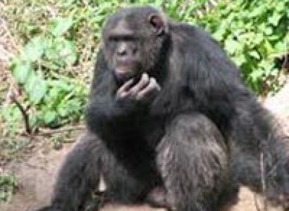 Wildlife Tour of Kenya