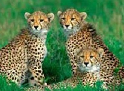 Best Of Wild Life Package