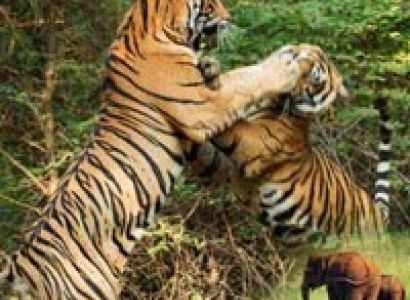 Ranthambhore Tour Package