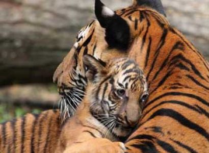 Ranthambhore Trip Tour