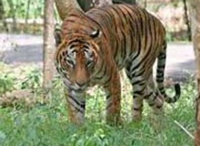Valmikinagar Tiger Reserve Tour
