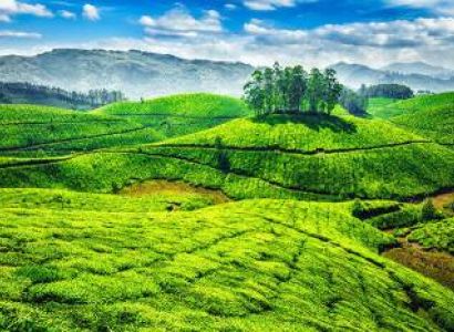 Best of Munnar with Athirapally from Kochi