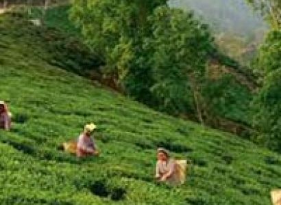 Darjeeling Tour