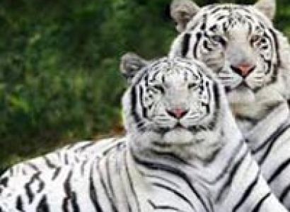 Kaziranga Wildlife Tour