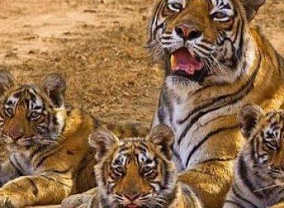 Short Escape to Sariska Tour